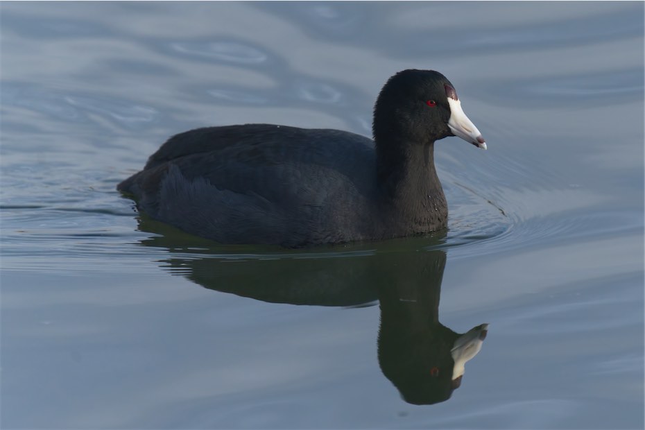 Coot 0203